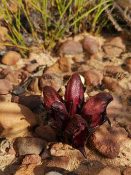 Hyobanche atropurpurea Bolus的圖片