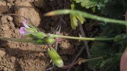 Слика од Erodium brachycarpum (Godr.) Thellung