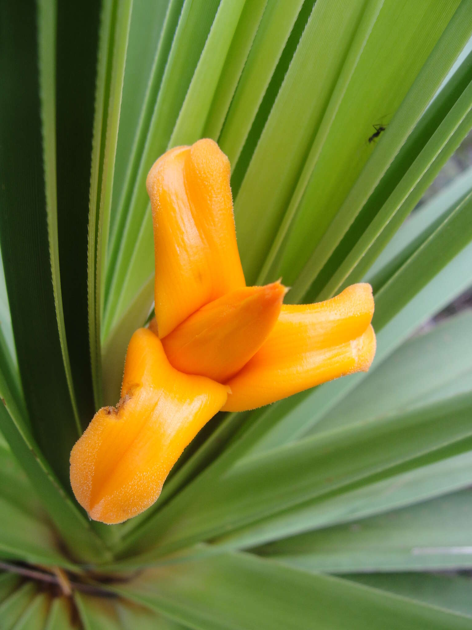 Image of Barbacenia involucrata L. B. Sm.