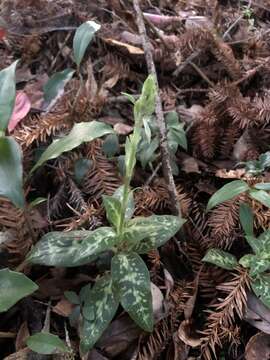 Image of Goodyera daibuzanensis Yamam.