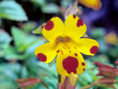 Image of Erythranthe robertsii (Silverside) G. L. Nesom