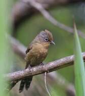 Image of Spectacled Barwing