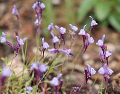 Plancia ëd Linaria amethystea (Vent.) Hoffmgg. & Link