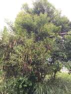 Image of small Philippine acacia