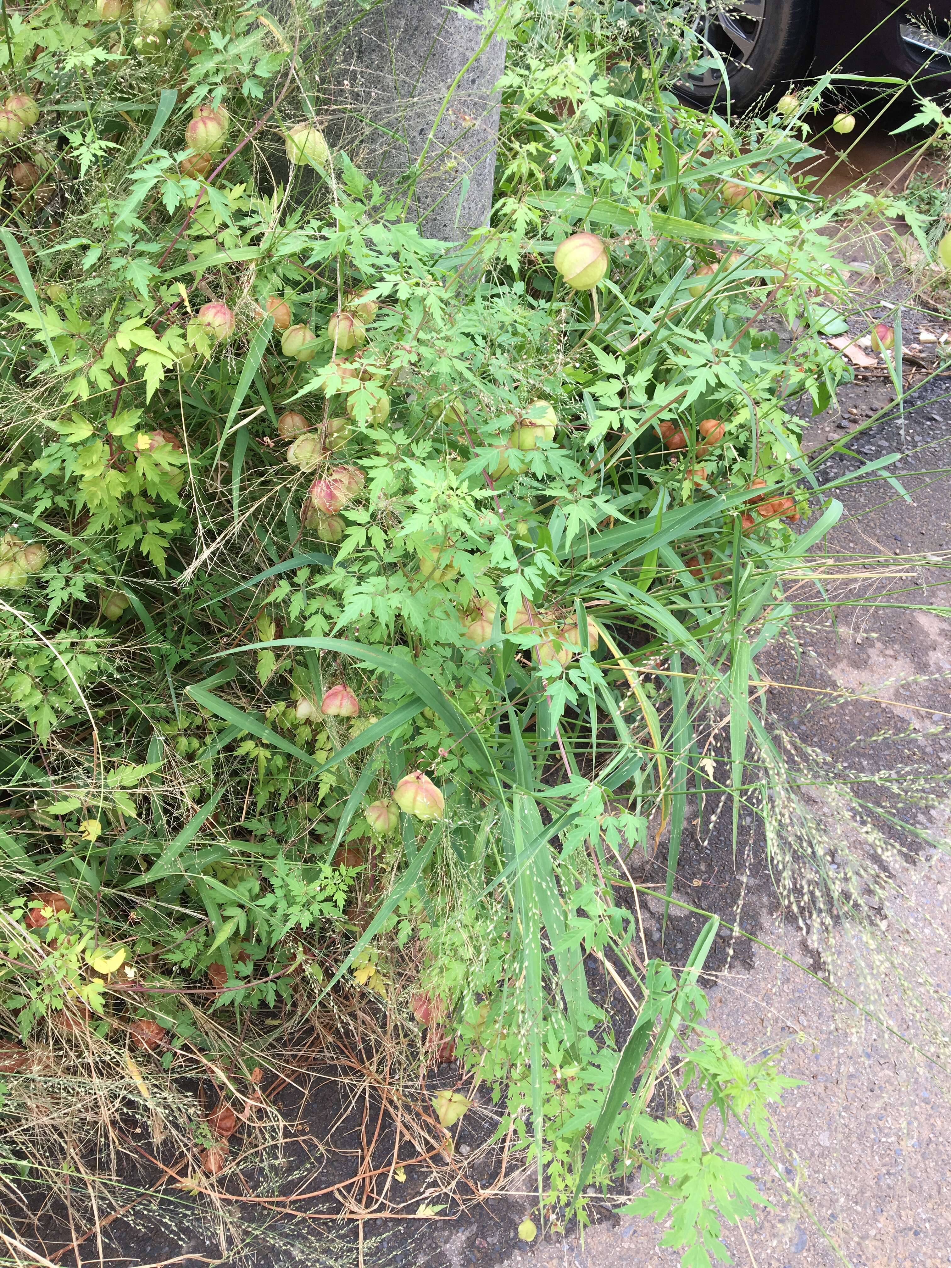 Image of cutleaf groundcherry