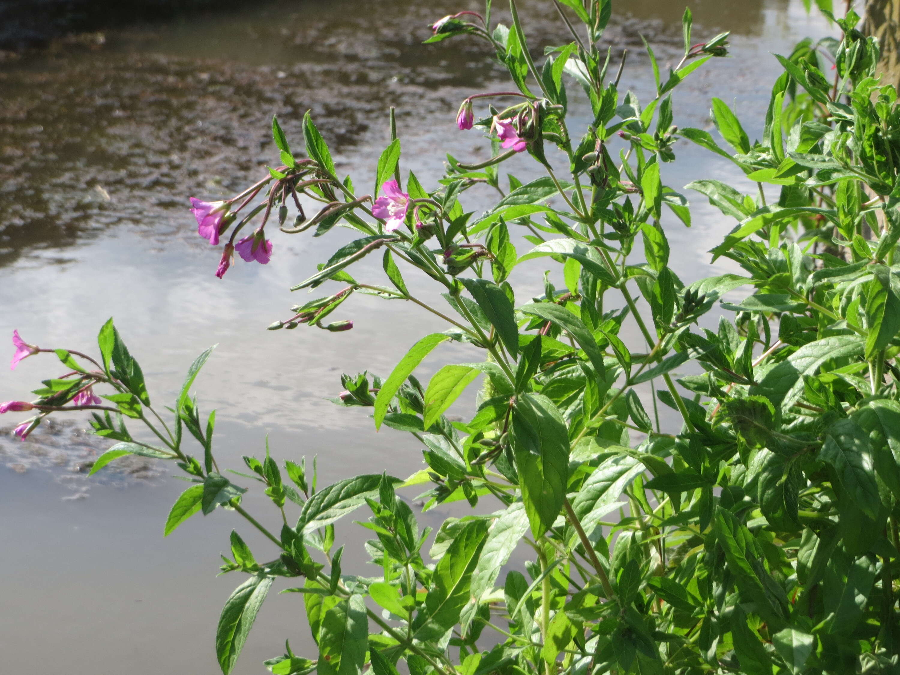 Image of Great Willowherb