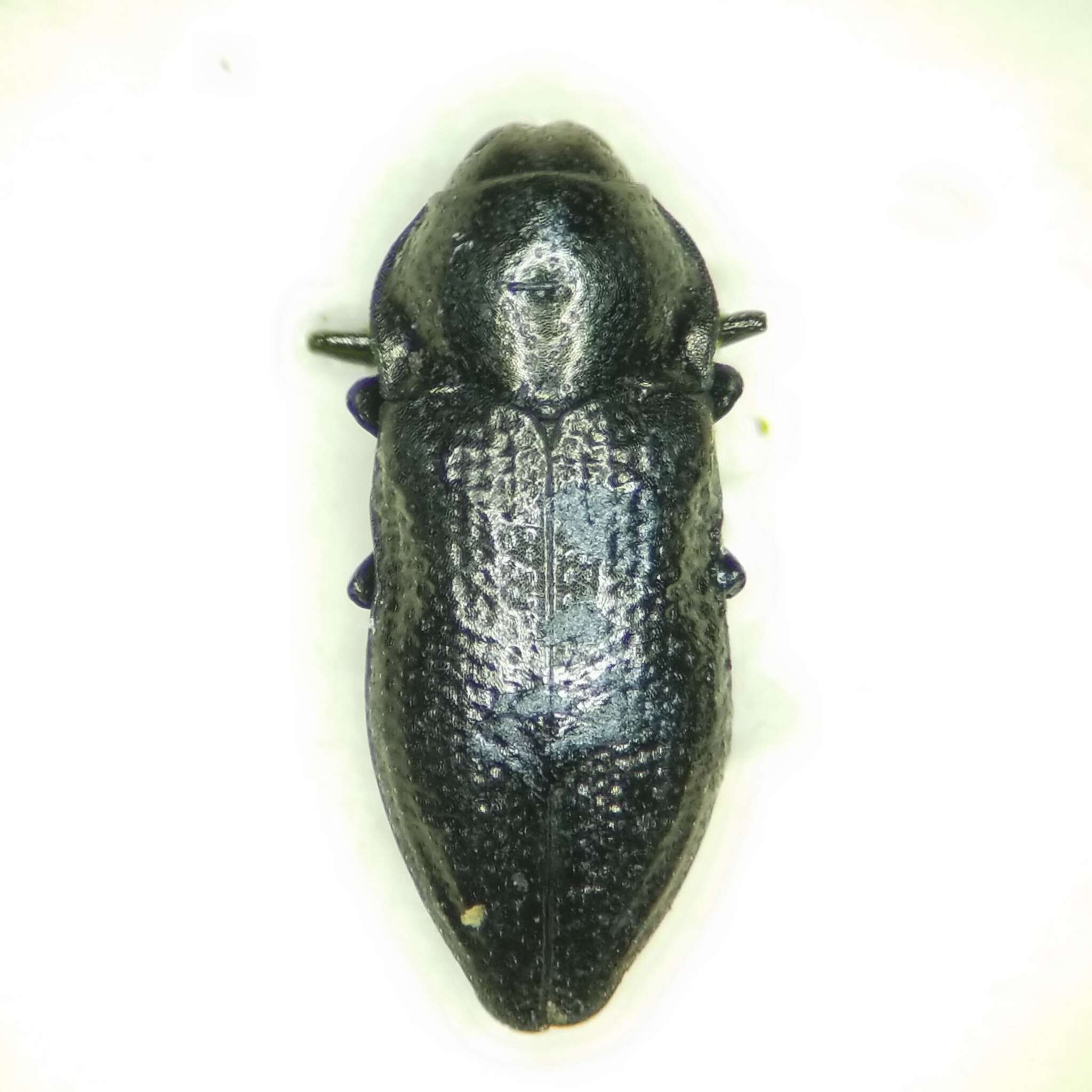 Aphanisticus cochinchinae Obenberger 1924 resmi