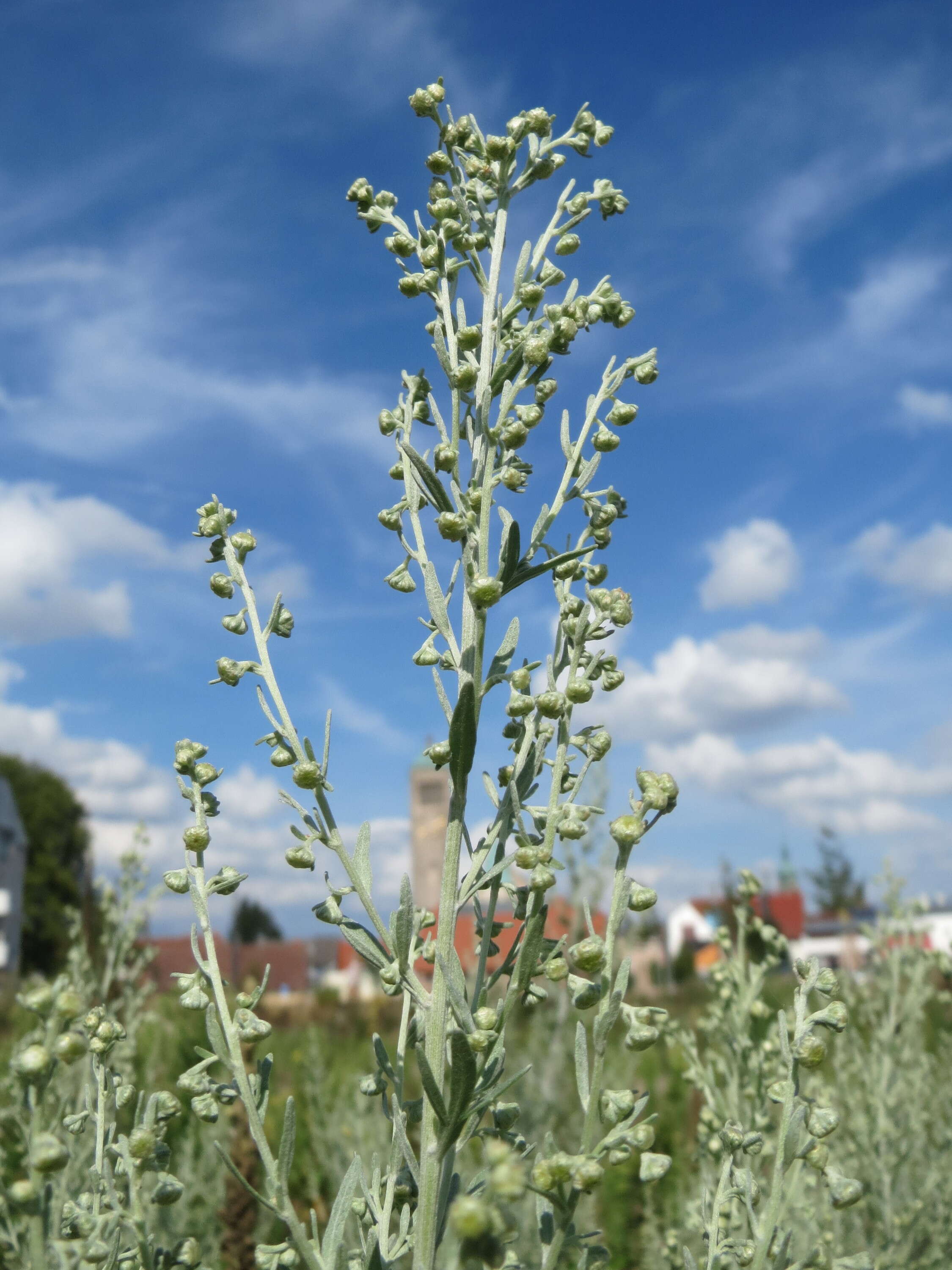 Image of absinthium