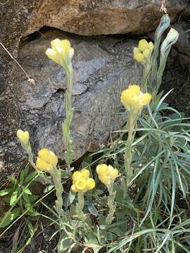 Image of Helichrysum mixtum var. mixtum