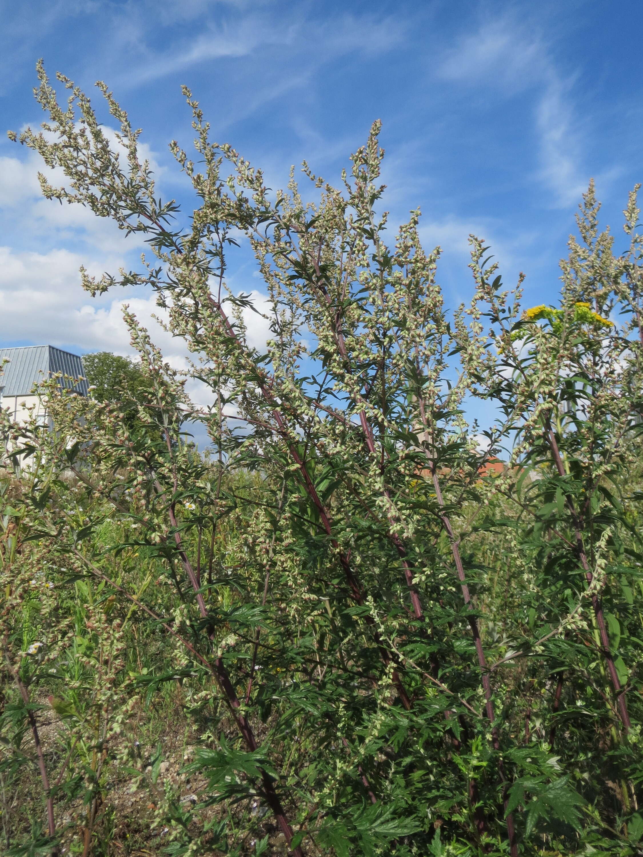 Image of common wormwood