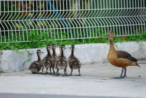 Image of Lesser Whistling Duck