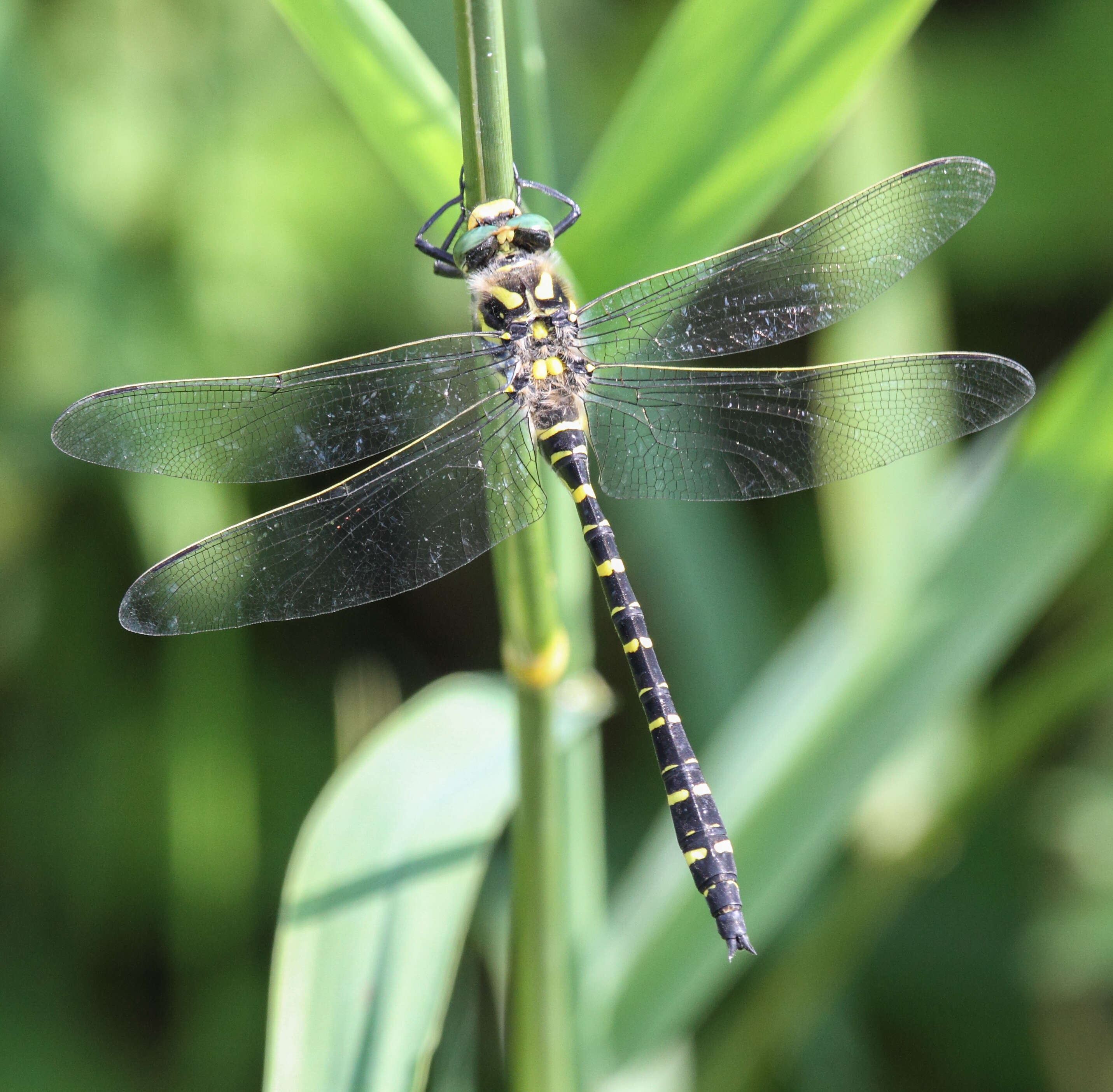 Image of golden-ringed dragonfly