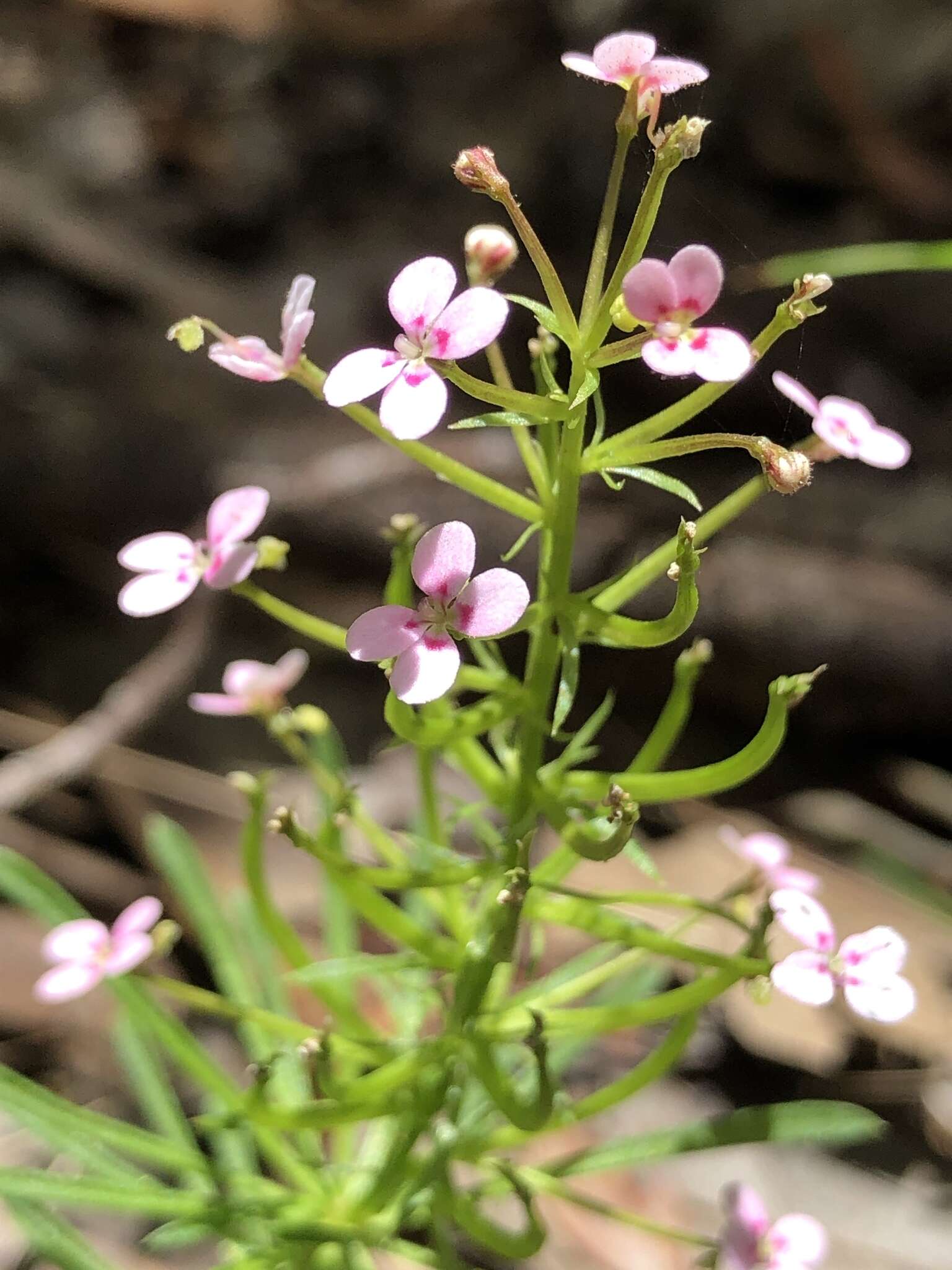 Sivun Stylidium adnatum R. Br. kuva