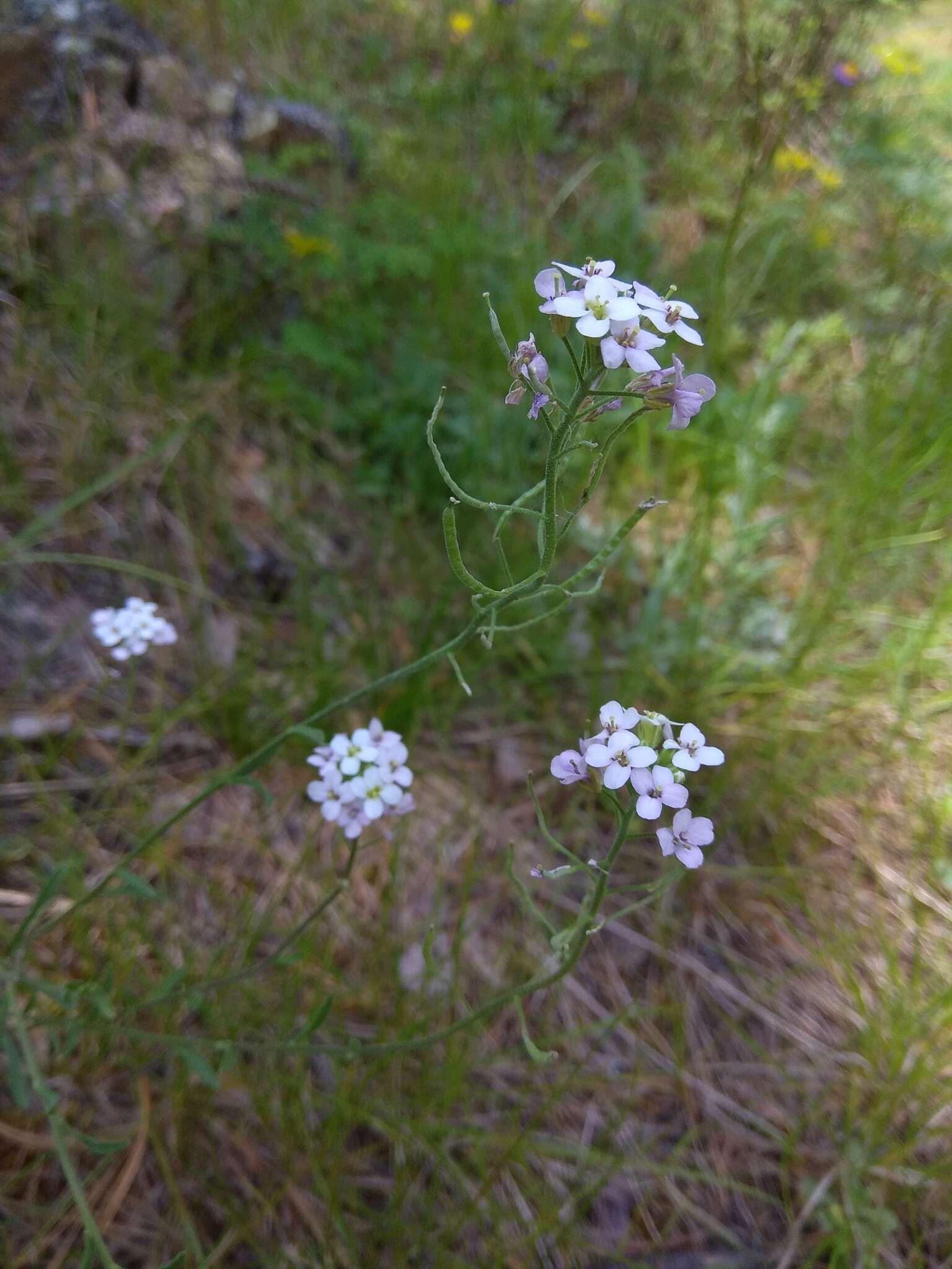 Image of Stevenia incarnata (Pall. ex DC.) Kamelin