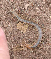 Imagem de Scolopendra viridis viridis Say 1821