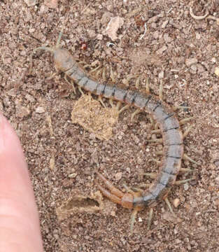 Image of Scolopendra viridis viridis Say 1821