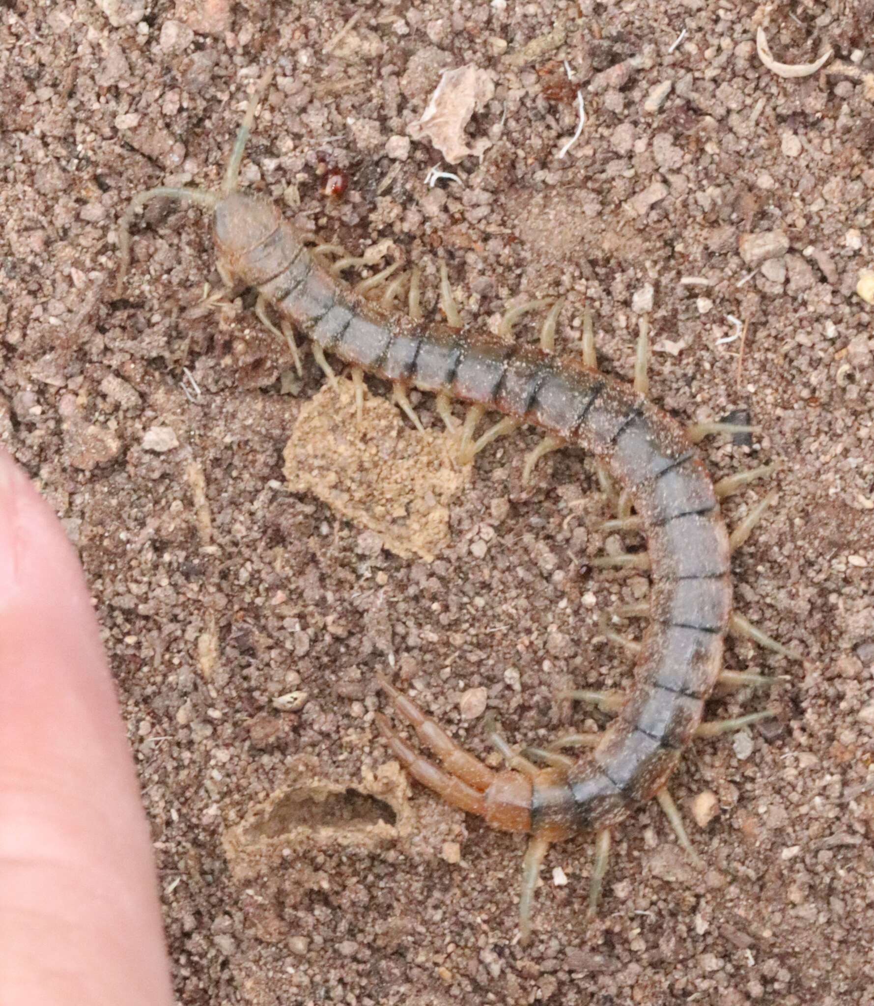 Imagem de Scolopendra viridis viridis Say 1821