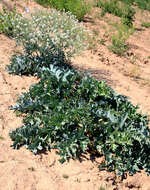 Image of sea kale