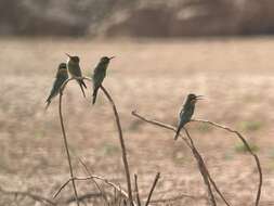 Image of Merops persicus chrysocercus Cabanis & Heine 1860