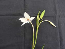 Image of Gladiolus murielae Kelway