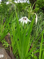 Plancia ëd Gladiolus murielae Kelway