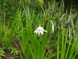 Plancia ëd Gladiolus murielae Kelway