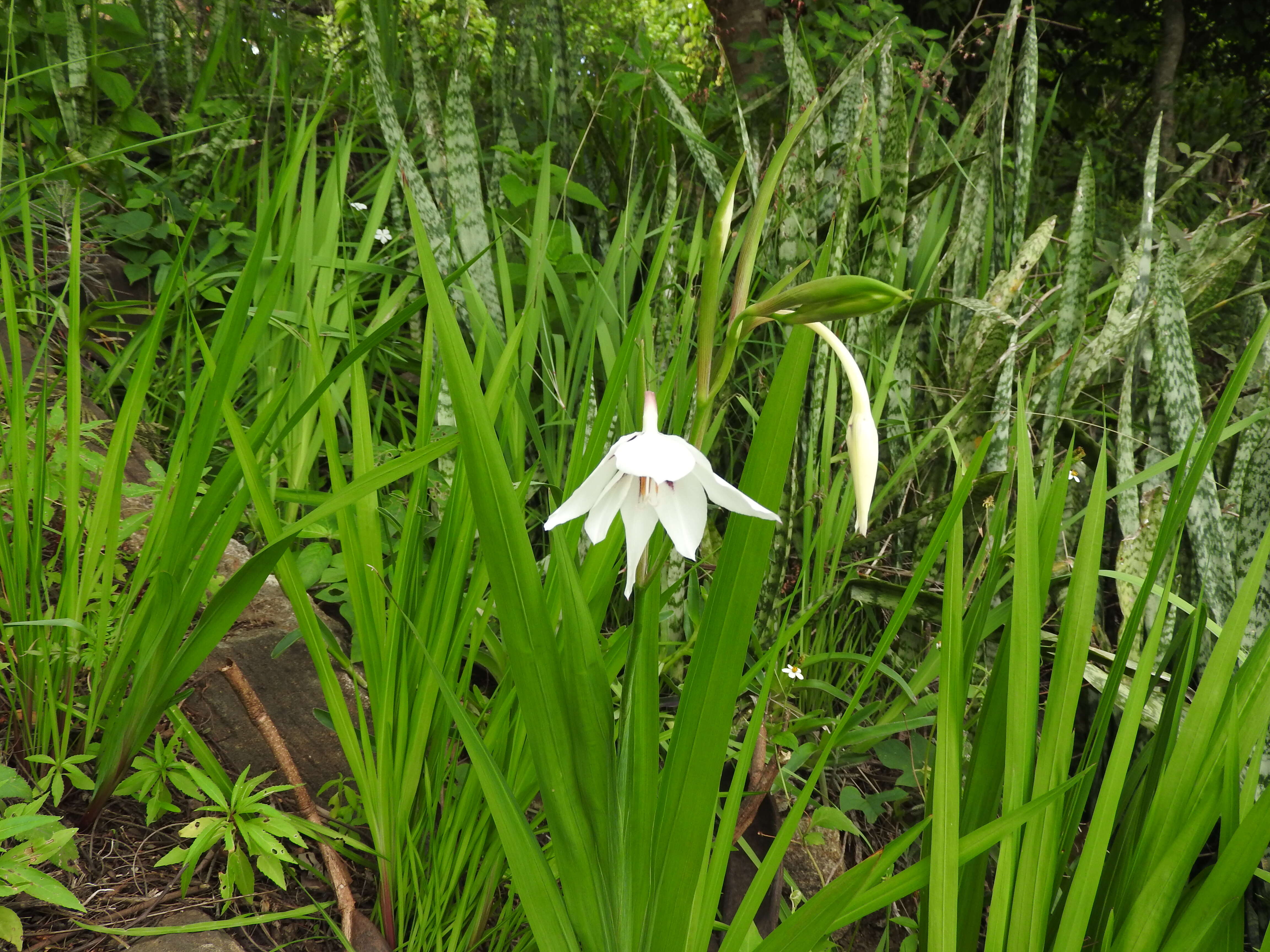 Plancia ëd Gladiolus murielae Kelway