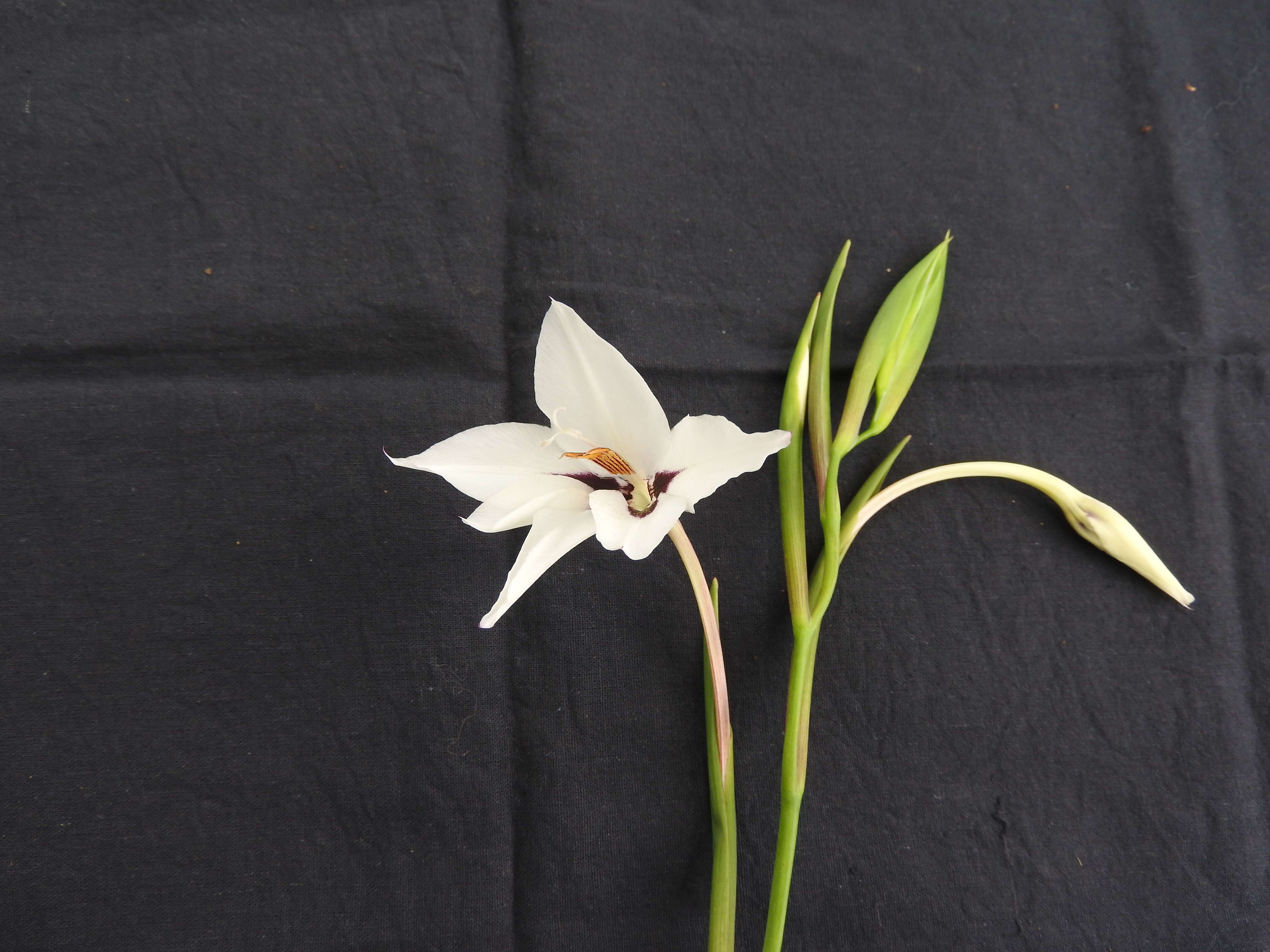 Image of Gladiolus murielae Kelway