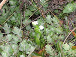 Слика од Myosotis secunda A. Murray