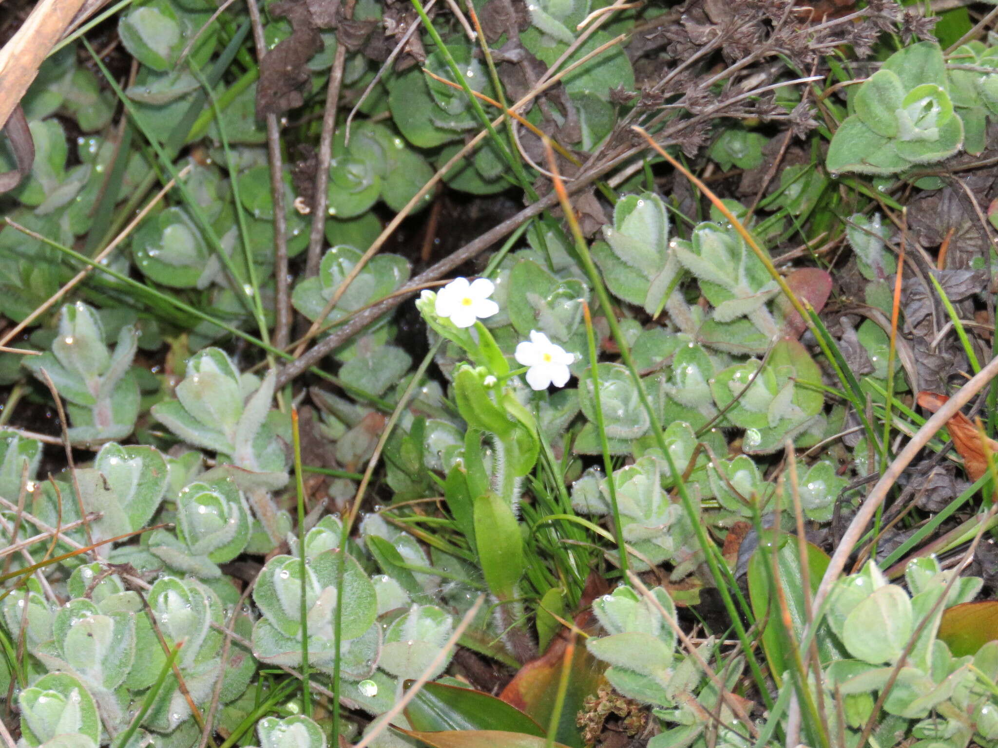 Слика од Myosotis secunda A. Murray