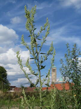 Imagem de Chenopodium album L.