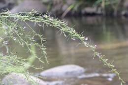 <i>Psoralea rhizotoma</i>的圖片