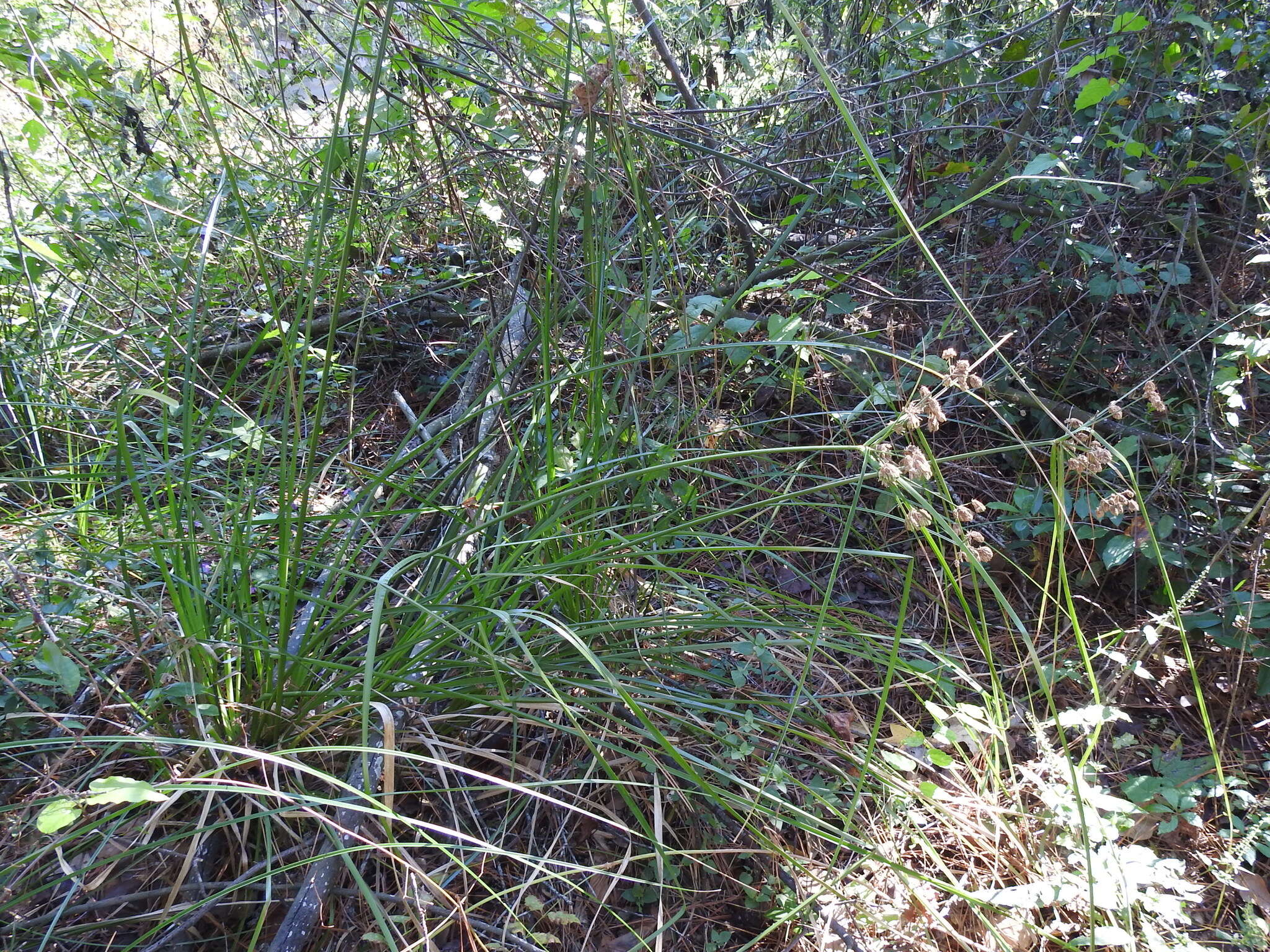 Image of woodrush flatsedge