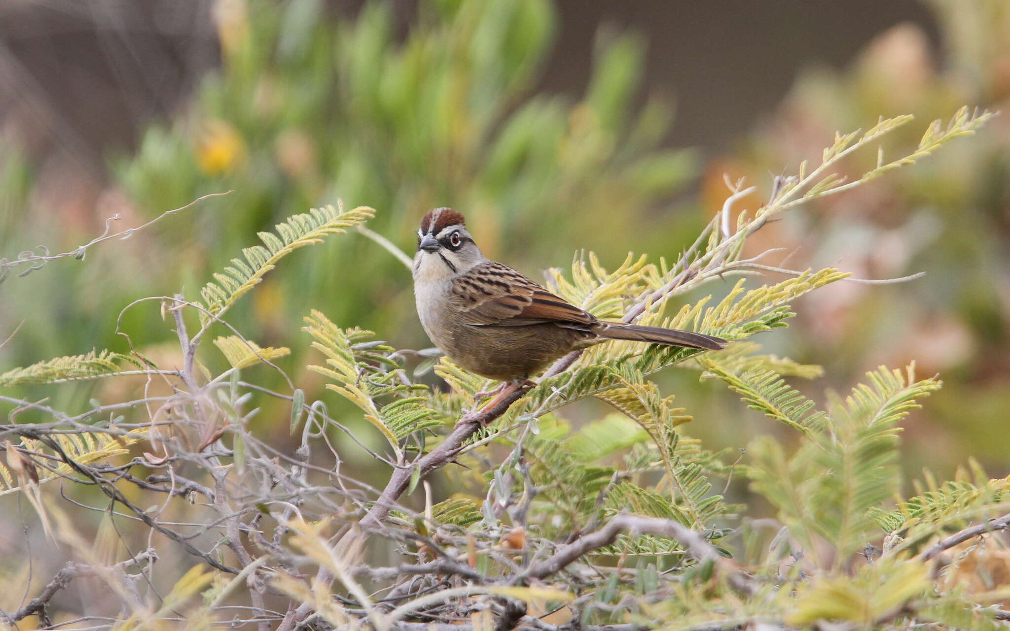 Image of Oaxaca Sparrow