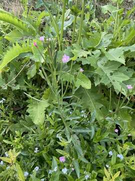 Image of dwarf willowherb