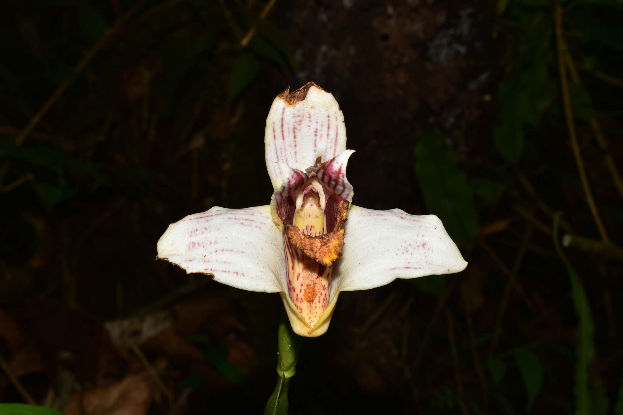 Image of Maxillaria fletcheriana Rolfe