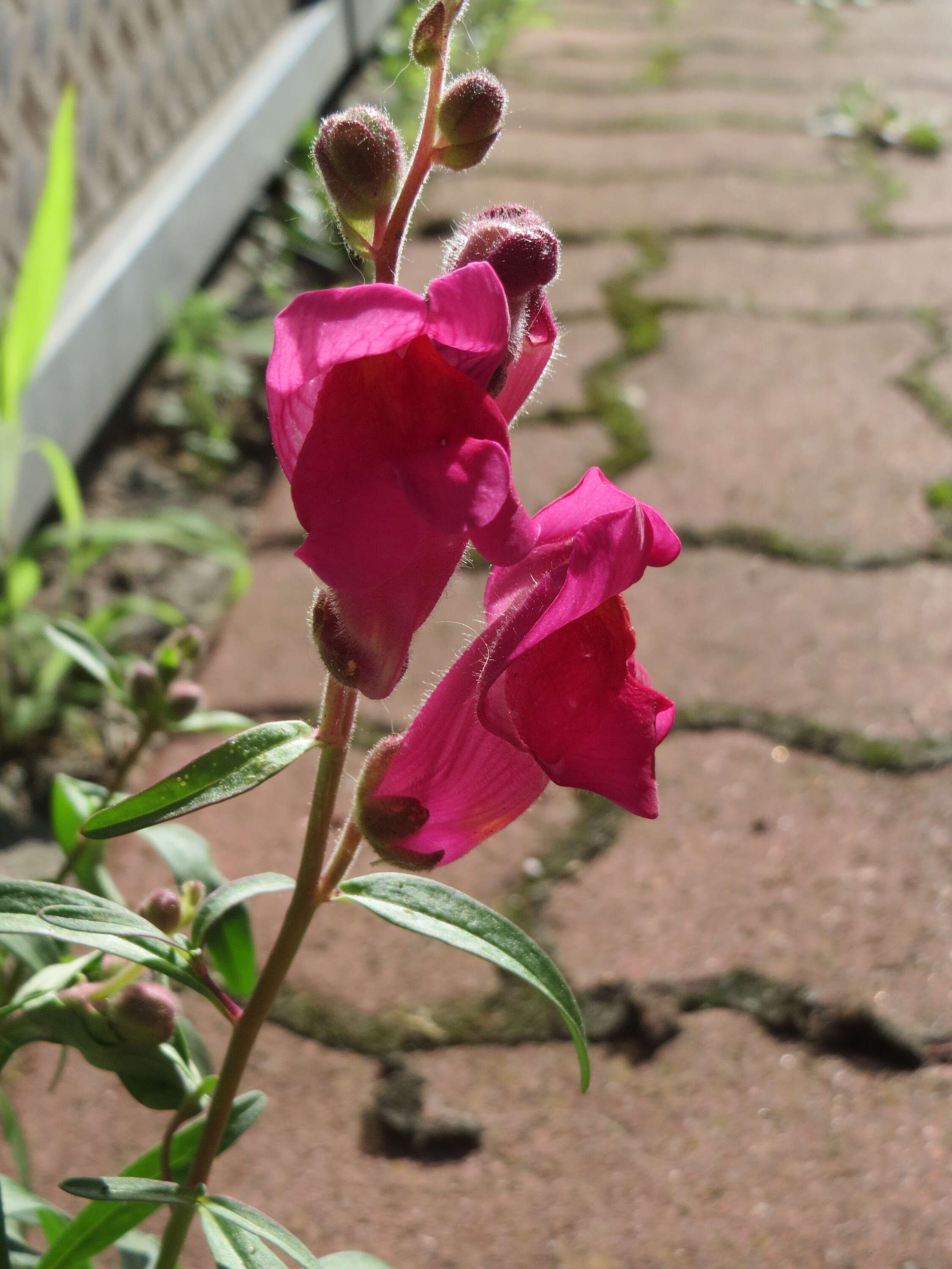 Image of garden snapdragon