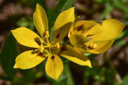 Image of Sisyrinchium graminifolium Lindl.