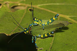 Image of Chromacris psittacus (Gerstaecker 1873)