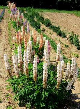 Image of big-leaved lupine