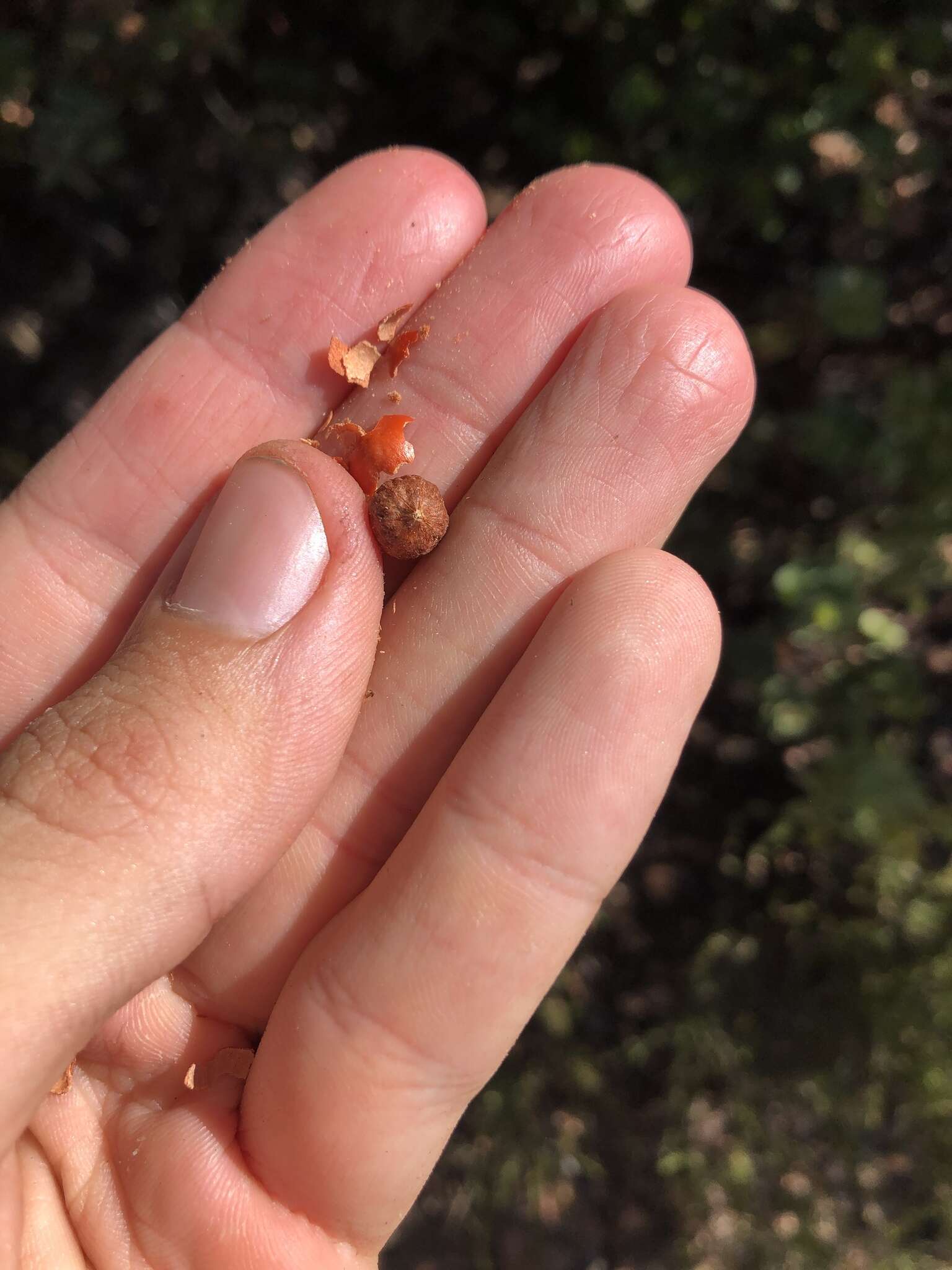 Слика од Arctostaphylos refugioensis Gankin