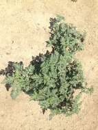 Image of flatspine bur ragweed