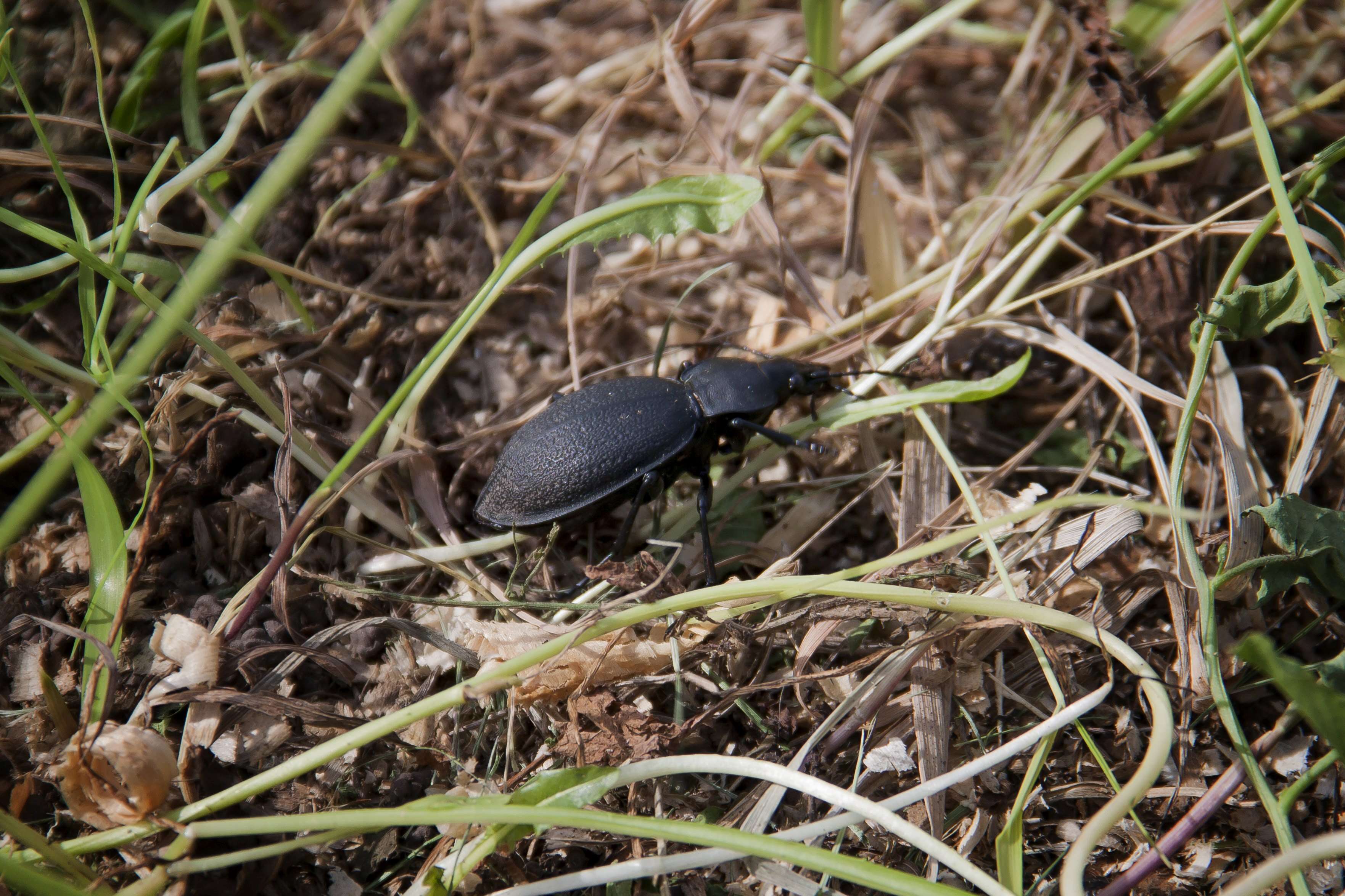 Image of Carabus (Procrustes) coriaceus Linnaeus 1758