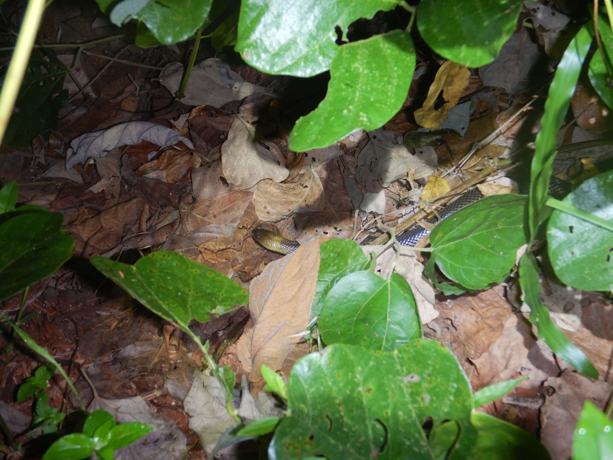 Image of Brown-headed or grey-naped snake