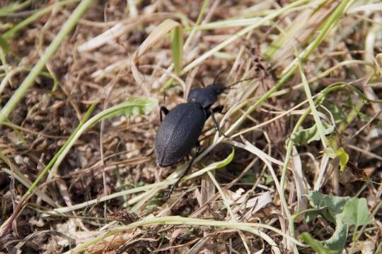 Слика од Carabus (Procrustes) coriaceus Linnaeus 1758