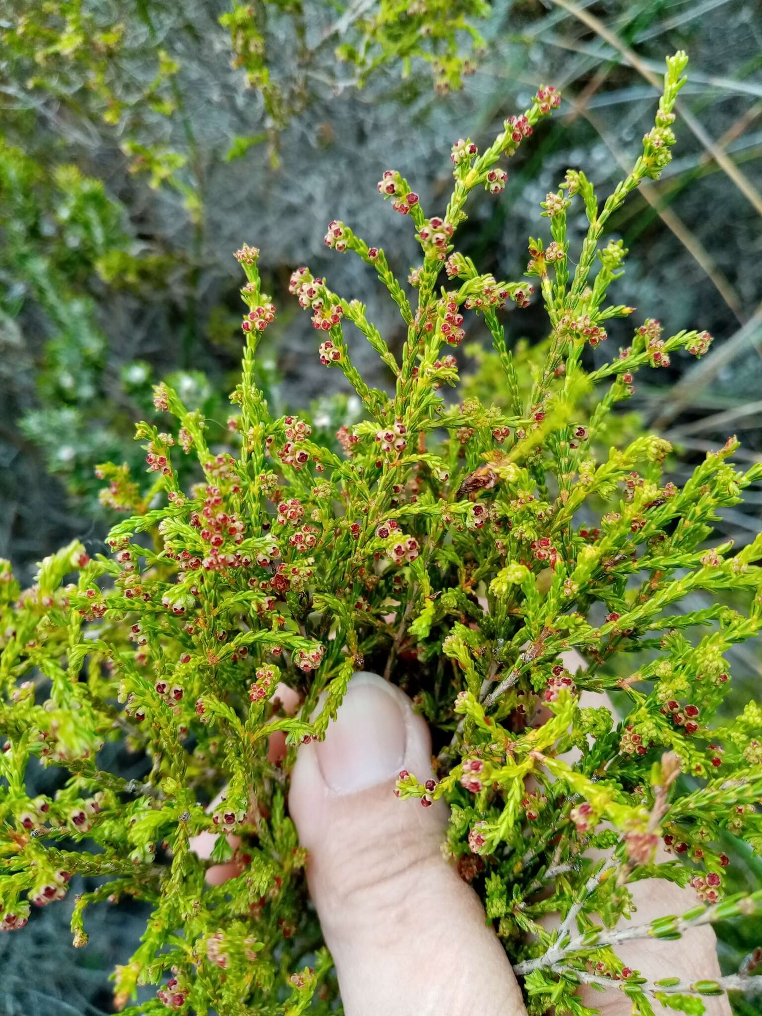 Erica subcapitata (N. E. Br.) E. G. H. Oliver resmi