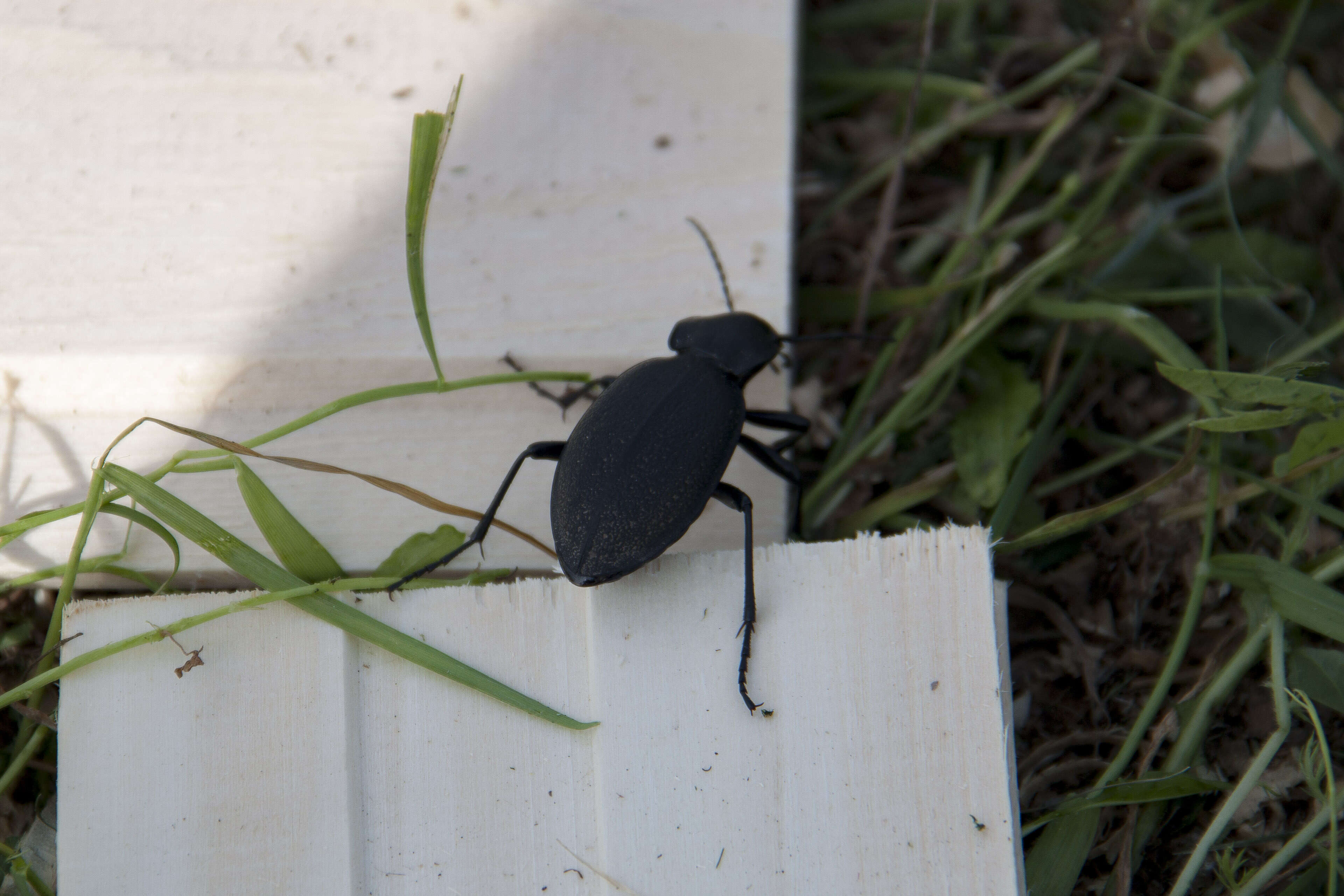 Image of Carabus (Procrustes) coriaceus Linnaeus 1758