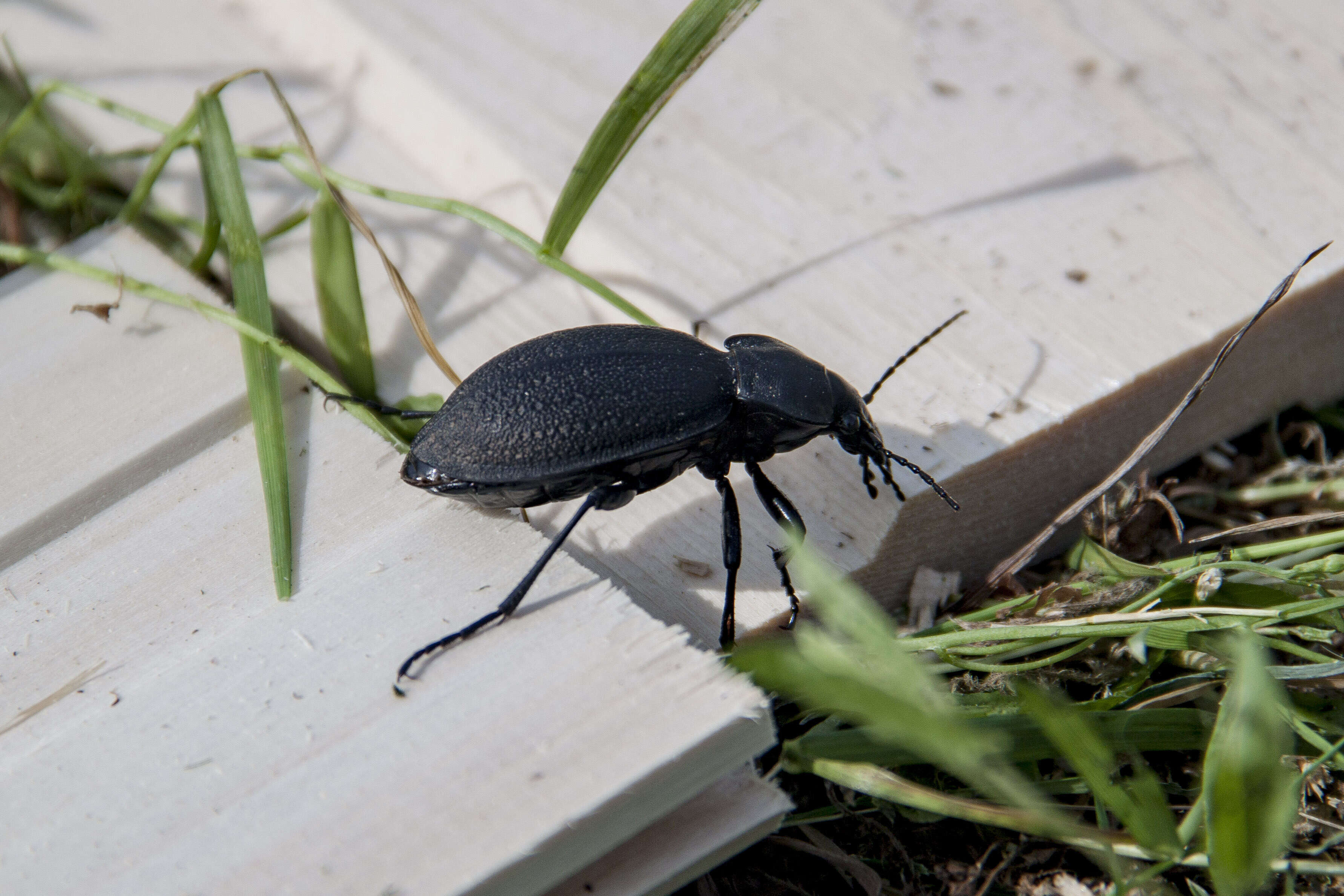 Image of Carabus (Procrustes) coriaceus Linnaeus 1758