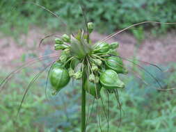 Tacca leontopetaloides (L.) Kuntze resmi