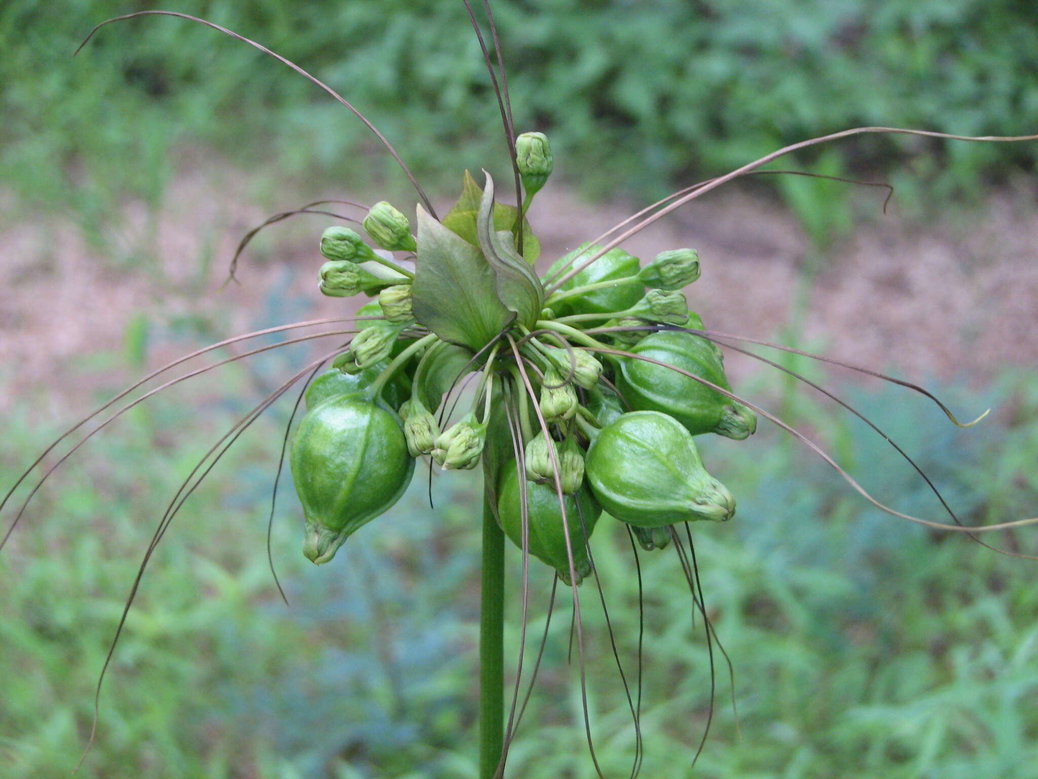 Imagem de Tacca leontopetaloides (L.) Kuntze